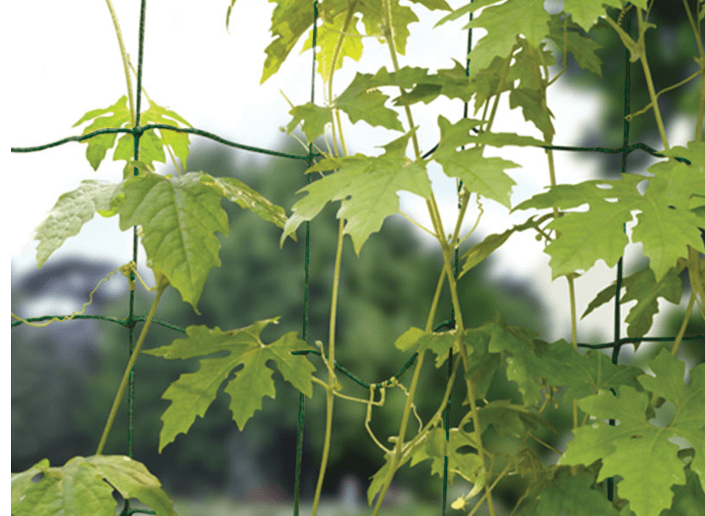 Bean & Pea Net - Green - Image 3